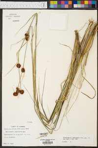 Rhynchospora cephalantha image