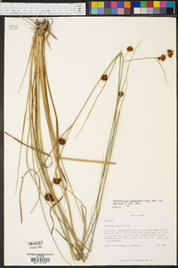 Rhynchospora cephalantha image