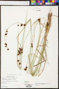 Rhynchospora capitellata image