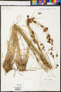 Rhynchospora capitellata image