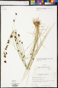 Rhynchospora capitellata image