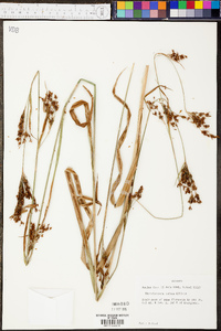 Rhynchospora caduca image