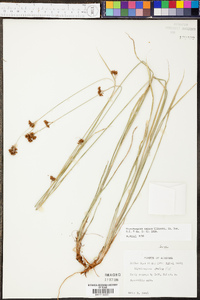 Rhynchospora caduca image