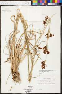 Rhynchospora caduca image