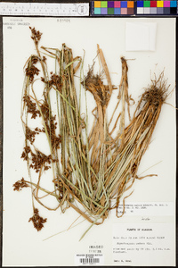 Rhynchospora caduca image