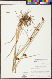 Rhynchospora caduca image