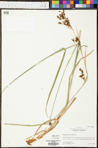 Rhynchospora caduca image