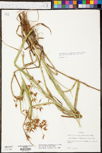 Rhynchospora corniculata image