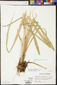 Rhynchospora corniculata image