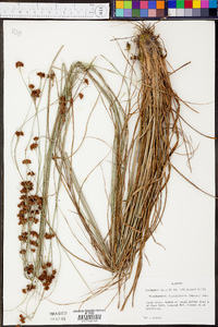 Rhynchospora fascicularis image