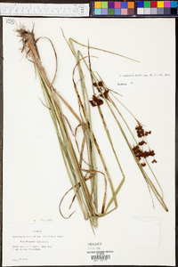 Rhynchospora elliottii image