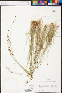 Rhynchospora globularis image