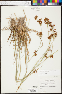 Rhynchospora compressa image