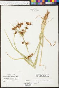 Rhynchospora corniculata image