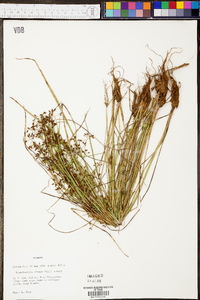 Rhynchospora nitens image