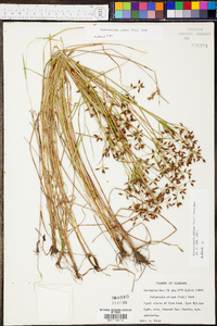 Rhynchospora nitens image