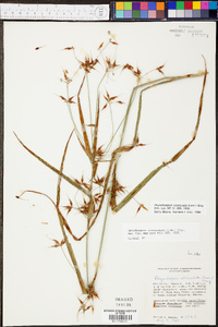 Rhynchospora corniculata image