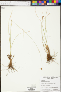 Rhynchospora grayi image