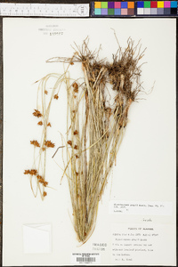 Rhynchospora grayi image