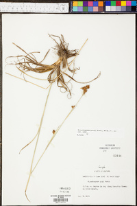 Rhynchospora grayi image