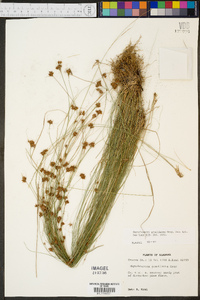 Rhynchospora gracilenta image