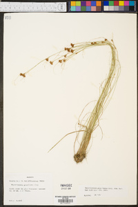 Rhynchospora gracilenta image