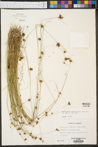 Rhynchospora gracilenta image