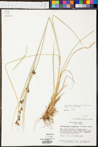 Rhynchospora glomerata image