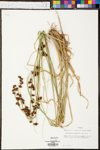 Rhynchospora glomerata image