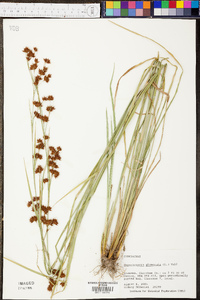 Rhynchospora glomerata image