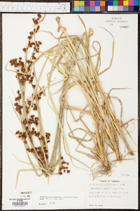 Rhynchospora glomerata image