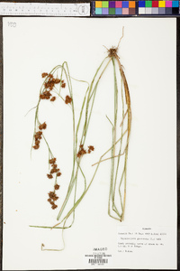 Rhynchospora glomerata image