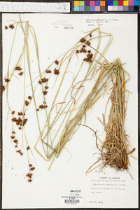 Rhynchospora glomerata image