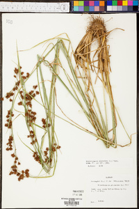 Rhynchospora glomerata image