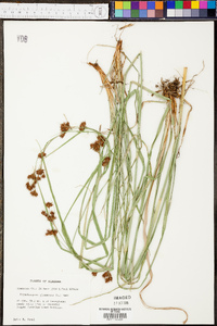 Rhynchospora glomerata image