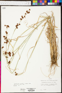 Rhynchospora glomerata image