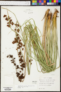 Rhynchospora glomerata image