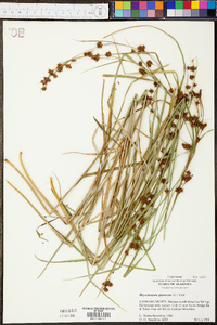 Rhynchospora glomerata image