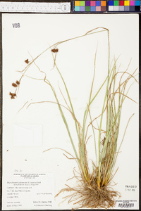 Rhynchospora glomerata image