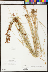 Rhynchospora glomerata image