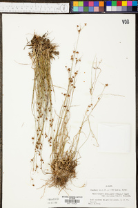 Rhynchospora globularis var. saxicola image