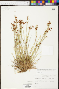 Rhynchospora globularis var. saxicola image