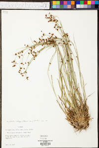 Rhynchospora globularis image