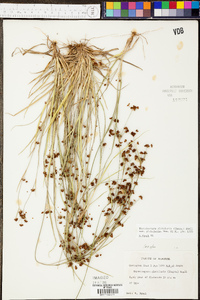 Rhynchospora globularis image