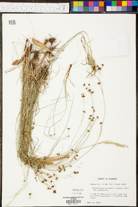 Rhynchospora globularis image