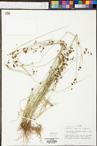 Rhynchospora globularis image