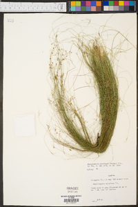 Rhynchospora rariflora image