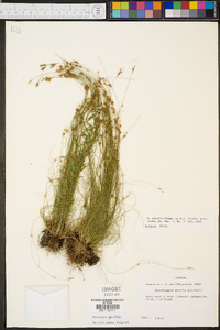 Rhynchospora pusilla image