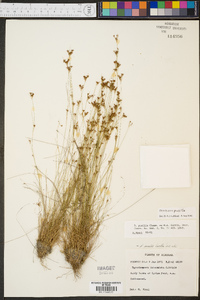 Rhynchospora pusilla image