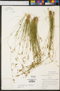 Rhynchospora pusilla image